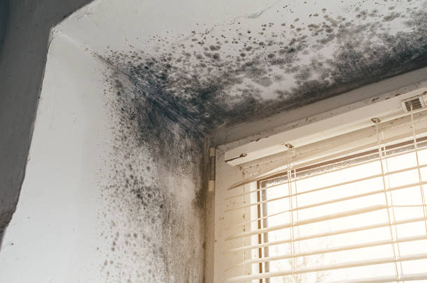 Affordable Basement Mold Removal solutions in Belle Plaine, MN